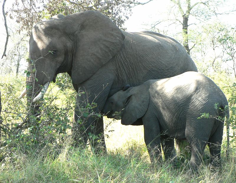JAR 408_sloni.JPG - Ačkoliv v tlupě slonů bylo ještě jedno menší slůně, dožadovalo se toto větší mléka.